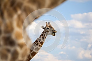 Close up of a Giraffe`s head making a happy and funny face