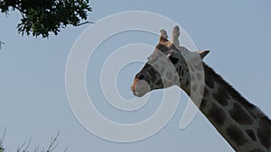 Close up of a giraffe`s head munching on blades of grass
