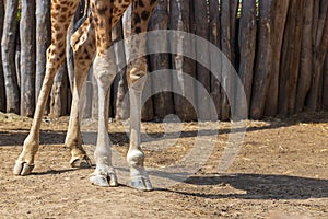 Close-up of a giraffe`s legs. Four legs and hooves are visible
