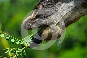 Close-up of a giraffe's tongue reaching up and grasping fresh green leaves.