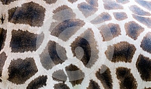 Close-up of giraffe skin, nature pattern, background