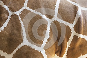 Close up of giraffe skin pattern.