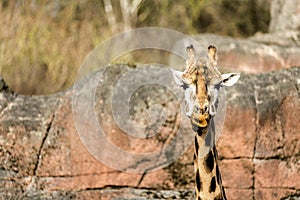 Close up of a giraffe with a stare and with a large rock behind her