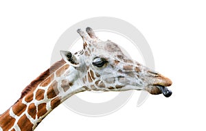 Close up giraffe stick out tongues on a white background with clipping path