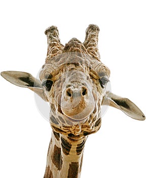 Close-up of Giraffe with White Background