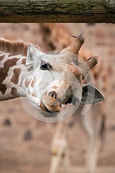 Close up of a giraffes face