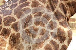 close up of a giraffes skin and patterned fur on a large male giraffe