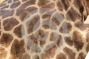 close up of a giraffes skin and patterned fur on a large male giraffe