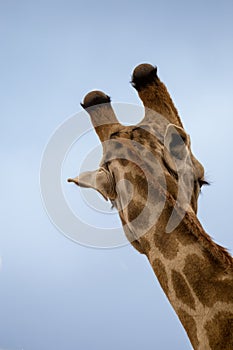 Close-up of Giraffeâ€™s Head, Back View, South Africa