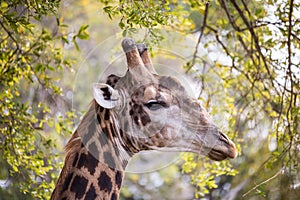 Close-up of Giraffeâ€™s Head between Trees, South Africa