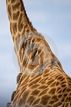 Close-up of Giraffeâ€™s Neck with Ox Peckers, South Africa