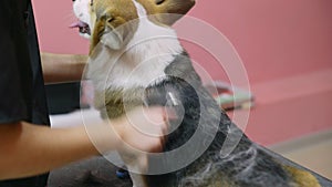 Close-up of a girl combing a corgi dog in a beauty salon for dogs. Take care of pets