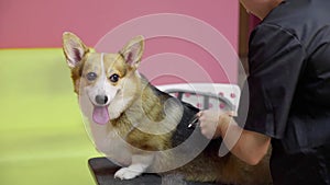 Close-up of a girl combing a corgi dog in a beauty salon for dogs. Take care of pets