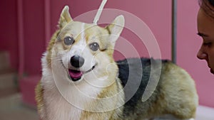 Close-up of a girl combing a corgi dog in a beauty salon for dogs. Take care of pets