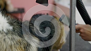 Close-up of a girl combing and drying a corgi dog with a hair dryer in a beauty salon for dogs. Take care of pets