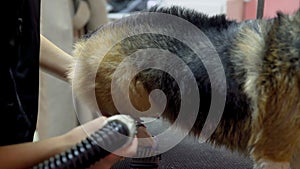 Close-up of a girl combing and drying a corgi dog with a hair dryer in a beauty salon for dogs. Take care of pets