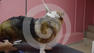 Close-up of a girl combing and drying a corgi dog with a hair dryer in a beauty salon for dogs. Take care of pets