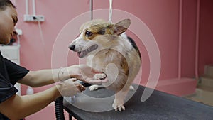 Close-up of a girl combing and drying a corgi dog with a hair dryer in a beauty salon for dogs. Take care of pets