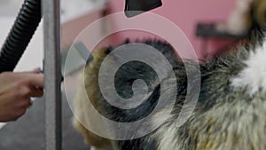 Close-up of a girl combing and drying a corgi dog with a hair dryer in a beauty salon for dogs. Take care of pets