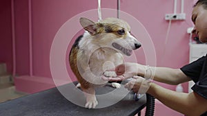 Close-up of a girl combing and drying a corgi dog with a hair dryer in a beauty salon for dogs. Take care of pets