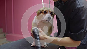 Close-up of a girl combing and drying a corgi dog with a hair dryer in a beauty salon for dogs. Take care of pets