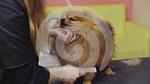 Close-up of a girl combing a Pomeranian dog in a beauty salon for dogs. Take care of pets
