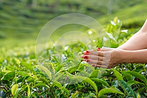 Close-up, the girl gently collects the top leaves of tea from green bushes high in the mountains. Tea Valley tea production
