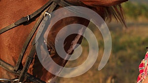 Close-up of girl hand stroking the horse`s face.