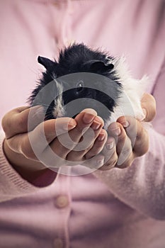 Close up of girl holding pet guinea pig