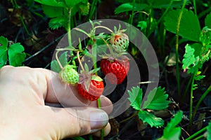 girl holds in her hand an unbroken branch of wild strawberry with ripe and green berries photo