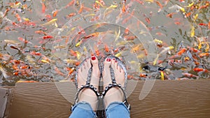 Close Up on Girl`s Feet Wearing Silver Sandals and Red Nails with Fancy Carp Swimming in The Pond Background