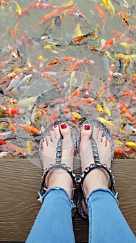 Close Up on Girl`s Feet Wearing Silver Sandals and Red Nails with Fancy Carp Swimming in The Pond Background