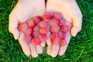Close Up Of Girl`s Hands Holding Freshly Picked Raspberries. Hea