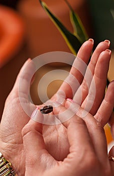 Close-up of girl& x27;s hands showing roasted coffee bean in her fingers with blurred background behind