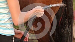 Close-up of girl washes a brown horse from a hose.