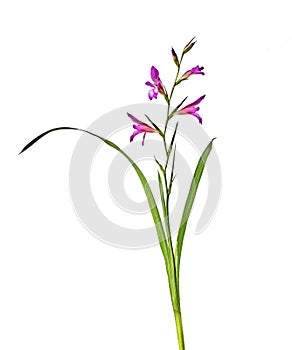 Gladiolus italicus photo