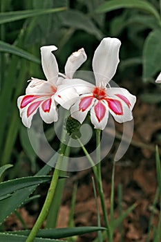 Close up of Gladiolus \'Prins Claus\' photo