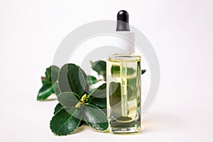 Close up of a glass bottle with essential oil and a suculent plant. White background. The concept of organic natural