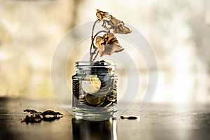 Close up of a glass jar full of coins and a dry plant growing through it.