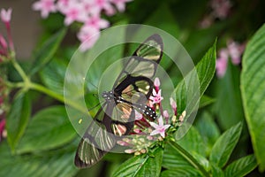 Close up of Glasswing butterfly, Greta oto photo