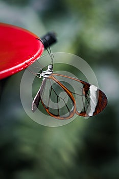 Close-up of a Glasswing butterfly (Greta oto) perched on a red  bird feeder