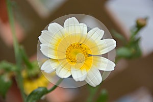 Glebionis coronaria close up photo