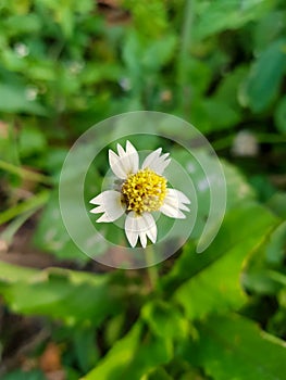 A close up of Gletang (Tridax procumbens) or commonly called Tridax daisy