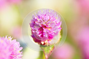 Close up of globe amaranth