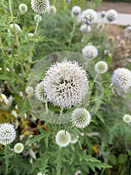 Close-up of a Globe Thistle Bloom