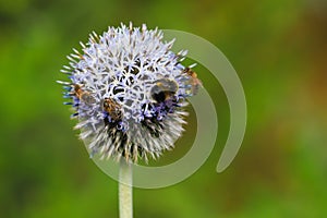 Globe Thistle Echinops flower with bees