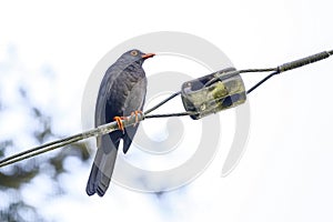 Close-up of a Glossy-black trush, turdus serranus on a wire against white background, Manizales, Colombia photo