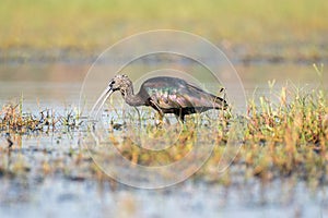 Close up of Glossy Ibis bird in the wetlands