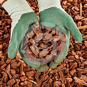 Close up on gloved hands full of mulch