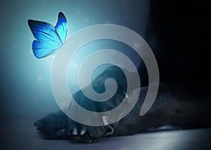 Close up of a glowing blue butterfly flying over a dogs paws